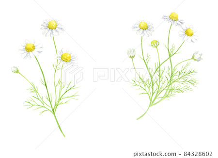洋甘菊水彩插圖模擬手繪背景透明 84328602