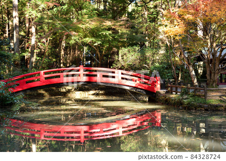 Autumn leaves of Okuni Shrine in full bloom 84328724