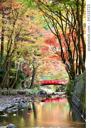 Autumn leaves of Okuni Shrine in full bloom Autumn leaves of Okuni Shrine in full bloom 84328725