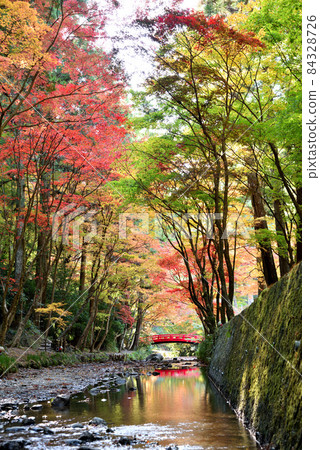 大國神社紅葉盛開 大國神社紅葉盛開 84328726