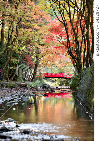 大國神社紅葉盛開 84328727