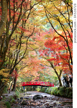 Autumn leaves of Okuni Shrine in full bloom 84328728