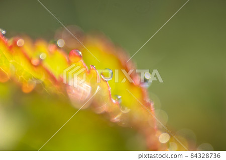 Water drops shining in the morning sun 84328736