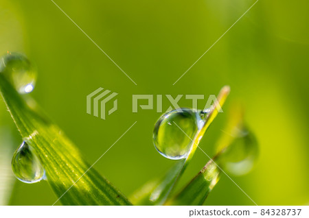 Water droplets on the tips of grass leaves Water droplets on the tips of grass leaves 84328737