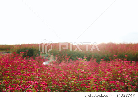 紅色紫色花園 紅色紫色花園 84328747