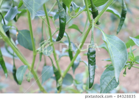 green colored chili tree firm with chili for harvest green colored chili tree firm with chili for harvest 84328835