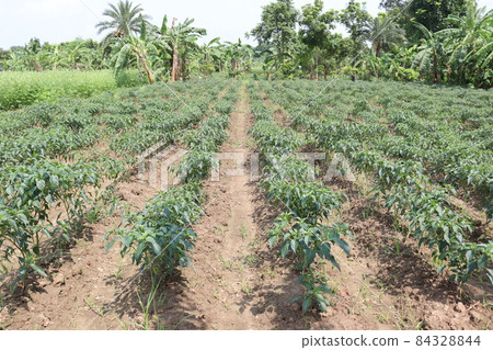 green colored chili tree firm with chili for harvest 84328844