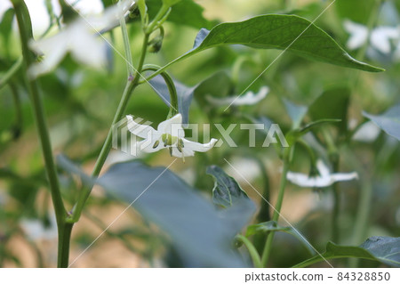 green colored chili tree firm with chili for harvest green colored chili tree firm with chili for harvest 84328850