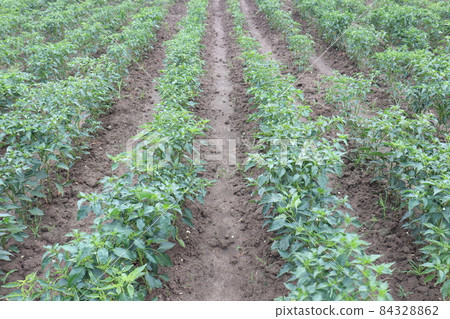green colored chili tree firm with chili for harvest green colored chili tree firm with chili for harvest 84328862