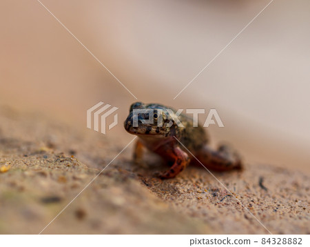 Tadpole Small in water 84328882