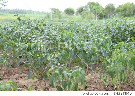 green colored chili tree firm with chili for harvest 84328949