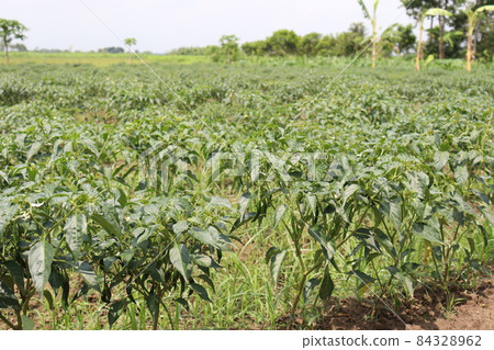green colored chili tree firm with chili for harvest green colored chili tree firm with chili for harvest 84328962