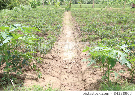 green colored chili tree firm with chili for harvest 84328963