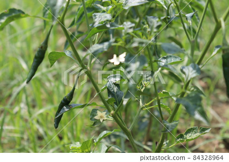 green colored chili tree firm with chili for harvest green colored chili tree firm with chili for harvest 84328964