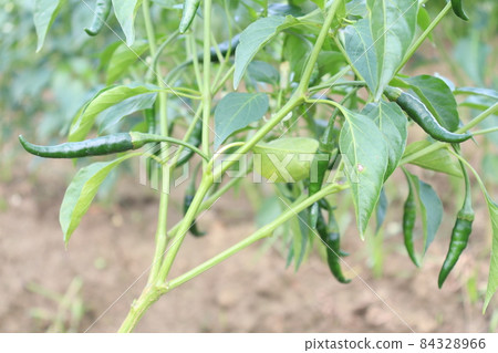 green colored chili tree firm with chili for harvest green colored chili tree firm with chili for harvest 84328966