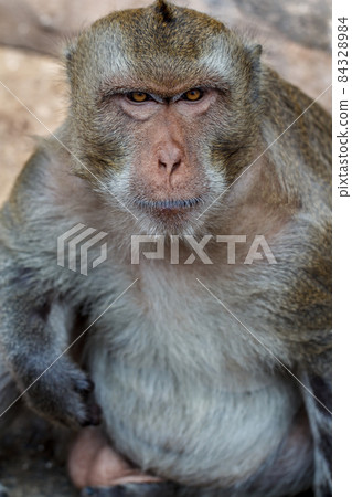 Monkey 84328984