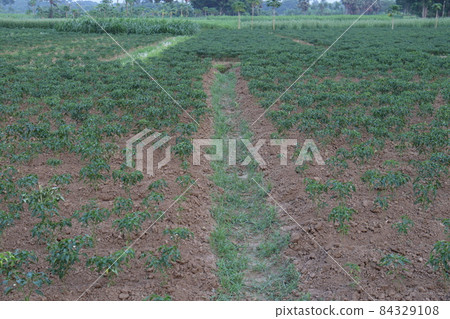 green colored chili tree firm with chili for harvest 84329108