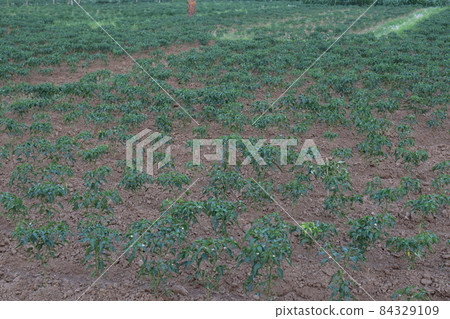green colored chili tree firm with chili for harvest green colored chili tree firm with chili for harvest 84329109
