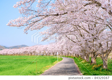 Tengagawa rikko 84329167