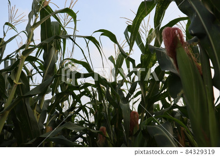 green colored maize tree firm on field for harvest green colored maize tree firm on field for harvest 84329319