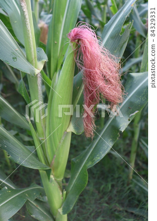 green colored maize flower on tree in firm on field for harvest green colored maize flower on tree in firm on field for harvest 84329331