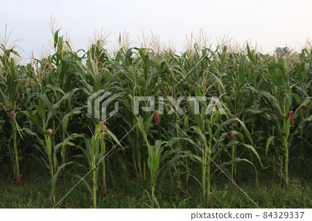green colored maize tree firm on field for harvest green colored maize tree firm on field for harvest 84329337