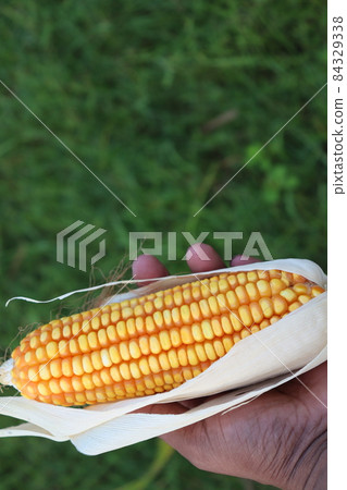 ripe maize on hand in the firm on field for harvest ripe maize on hand in the firm on field for harvest 84329338