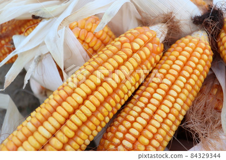 ripe maize stock on shop for sell ripe maize stock on shop for sell 84329344