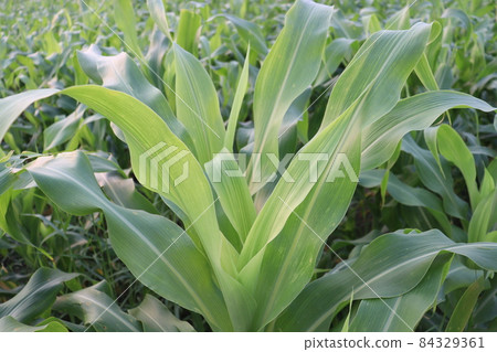 green colored maize leaf on tree in firm for harvest green colored maize leaf on tree in firm for harvest 84329361