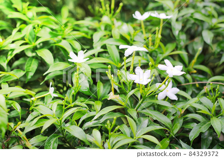 White palace gardenia outdoors in a garden. 84329372