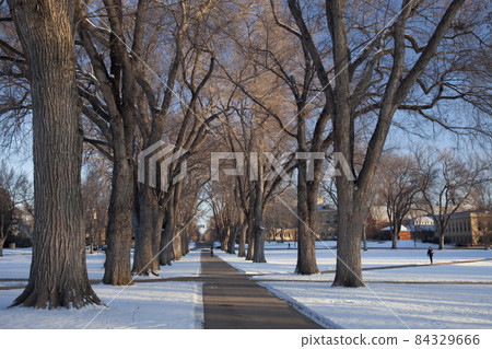 alley of old elm trees at university campus alley of old elm trees at university campus 84329666