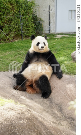 貓熊 84330131