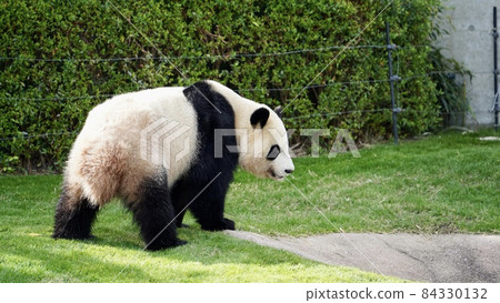 貓熊 84330132