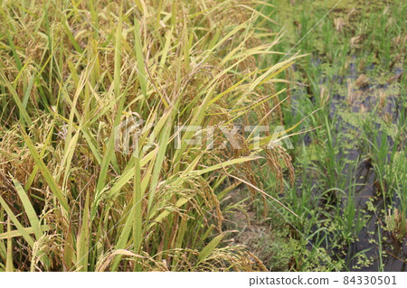 ripe paddy farm on field for harvest 84330501