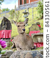 Deer in Nara Park alongside Jizo 84330561