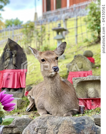 Deer in Nara Park alongside Jizo Deer in Nara Park alongside Jizo 84330561