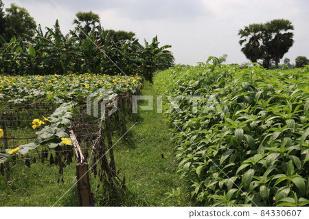 green colored jute farm on field for harvest and sell 84330607