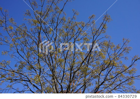 Deciduous tree "Sendan" that bears fruit 84330729