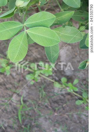 peanut tree closeup on farm for harvest peanut tree closeup on farm for harvest 84330790