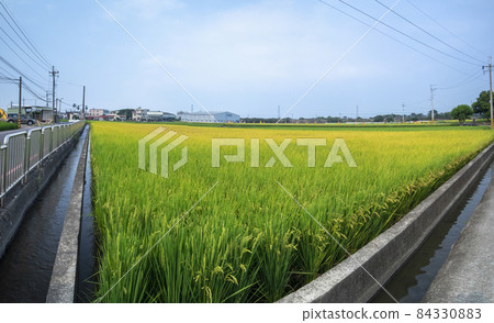 Taiwan, green oil, rice field, Taiwan, green oil, 田んぼ, Taiwan, green oil, rice field 84330883