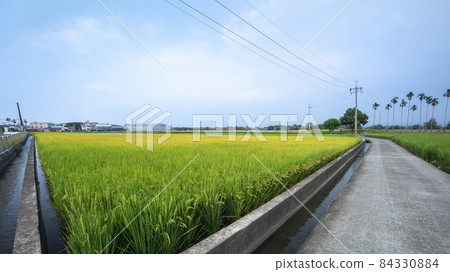 Taiwan, green oil, rice field, Taiwan, green oil, 田んぼ, Taiwan, green oil, rice field 84330884