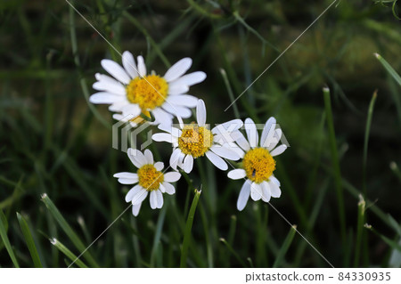 Closeup of Scentless Chamomile an invasive species 84330935