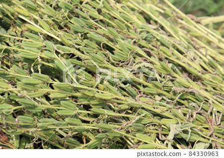 healthy and green sesame farm for harvest and business 84330963