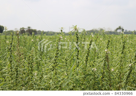 healthy and green sesame farm for harvest and business 84330966
