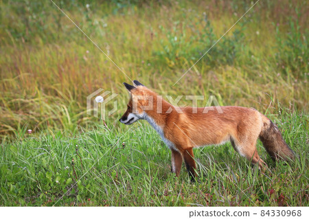 Closeup of a red fox hunting in grass Closeup of a red fox hunting in grass 84330968