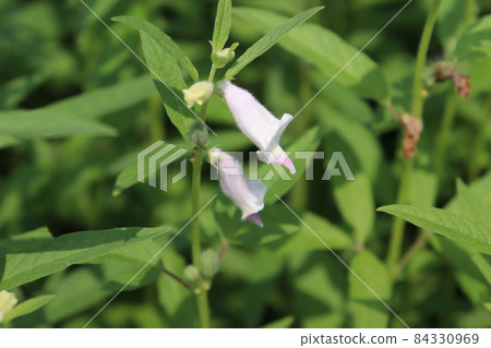 healthy and green sesame farm for harvest and business healthy and green sesame farm for harvest and business 84330969