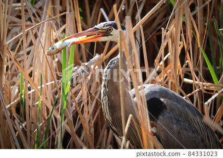 A Blue Heron eating a fish between dry reeds 84331023