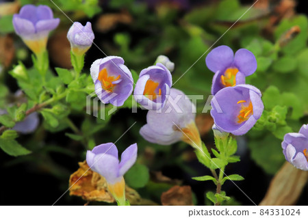 Purple and yellow delicated flowers on a Water Hyssop 84331024