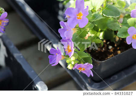 Purple and yellow delicated flowers on a Water Hyssop 84331027