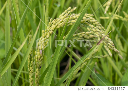 Taiwan, green oil, rice field, Taiwan, green oil, 田んぼ, Taiwan, green oil, rice field 84331337